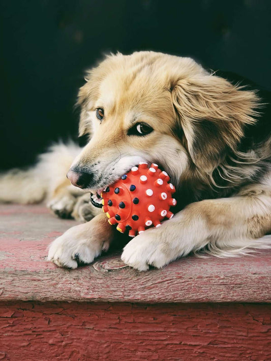Top Pet Toys 2026 for Dogs & Cats