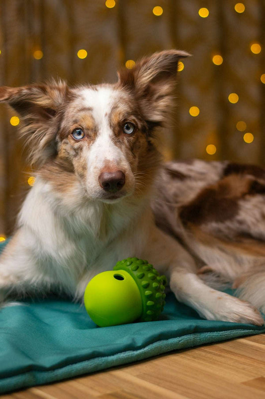 Choose the Perfect Accessory for Your Pet