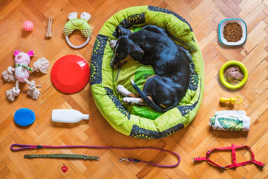 Frequently Asked Questions about Pet Grooming black and tan short coat medium sized dog lying on green and yellow pet bed