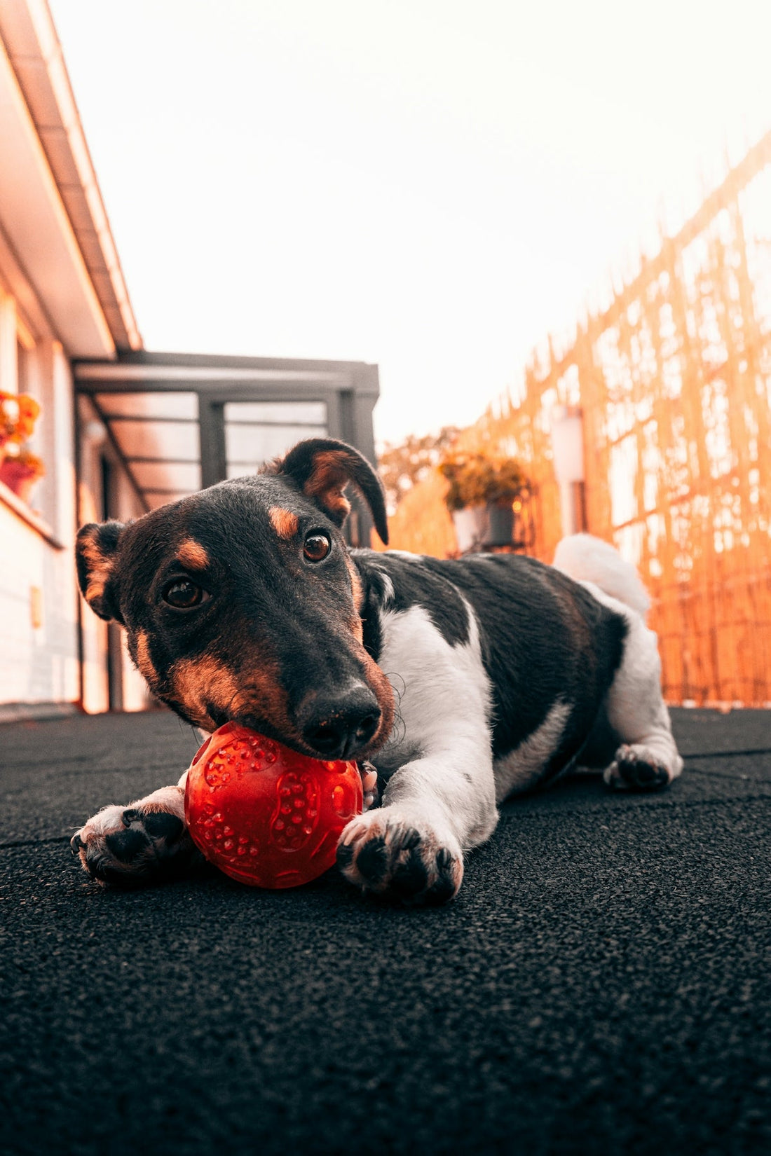 The Best Accessories for Travelling with Pets black and white short coated dog biting red ball