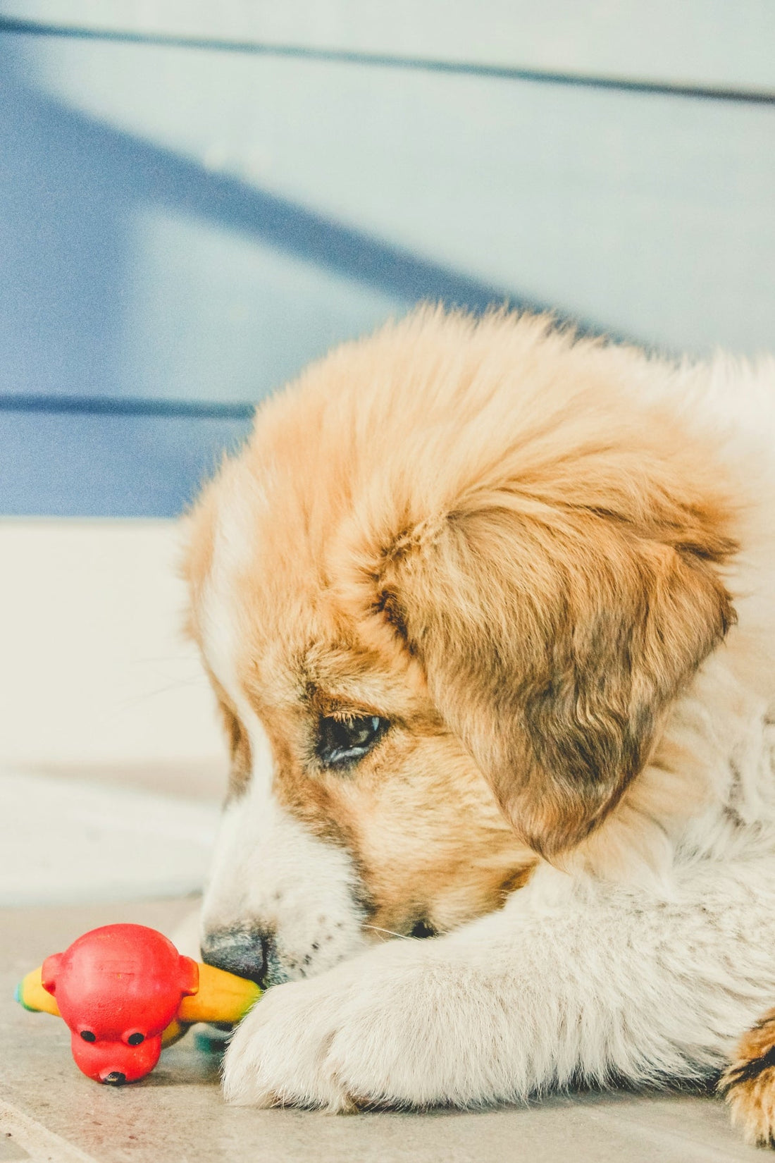 The science behind why pets love certain toys white and brown long coated dog lying on white textile