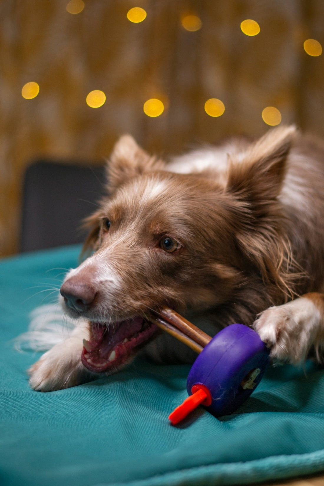  A brown and white dog chewing on a toy