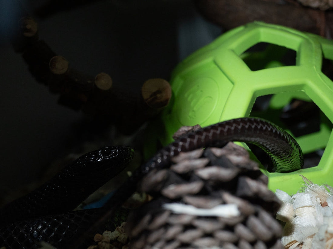 How to Make Pet Care Simple and Effective A snake is near a pinecone and green toy.