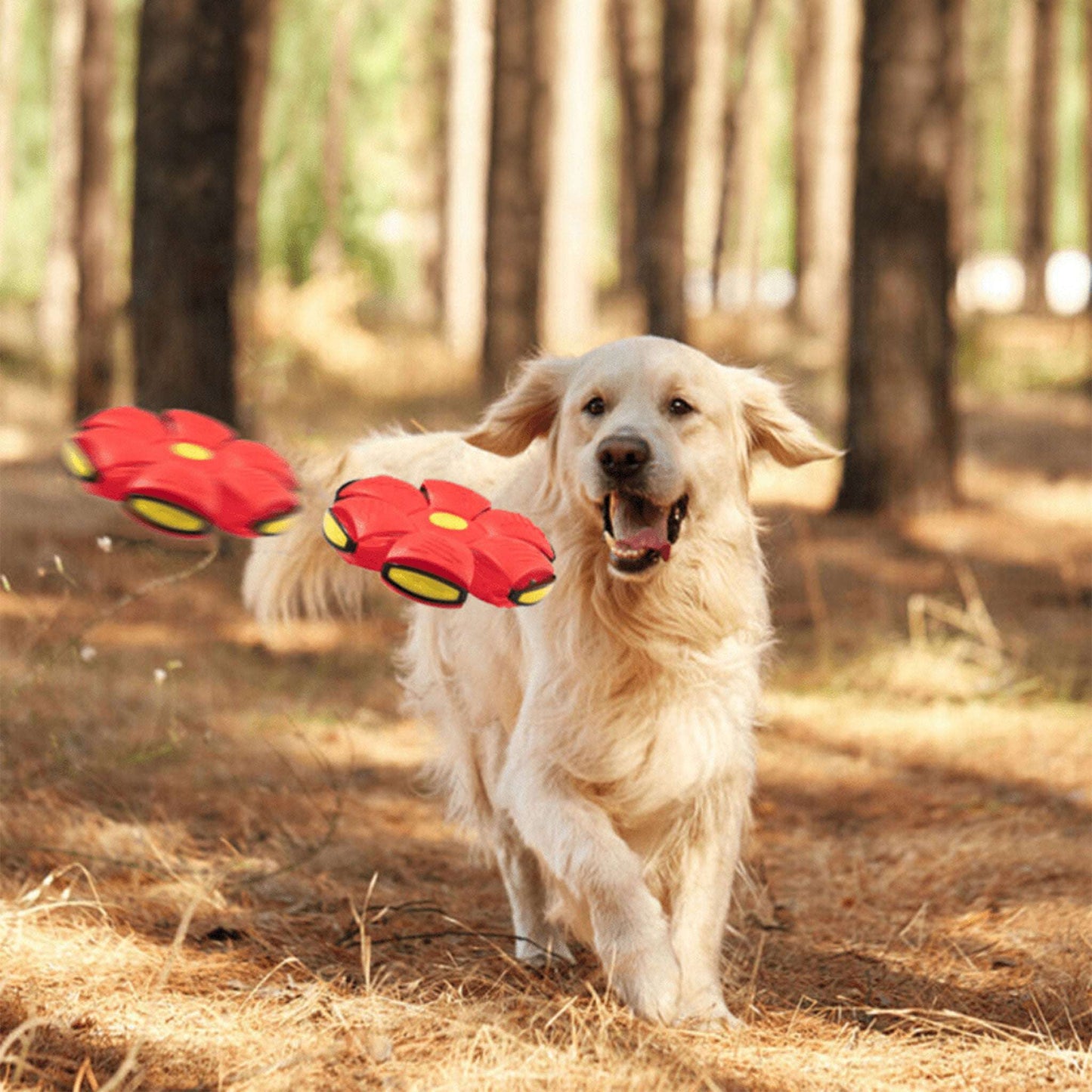 Red Blufi dog frisbee, a pet accessory, shown outdoors ready for play, made of durable material for dogs.